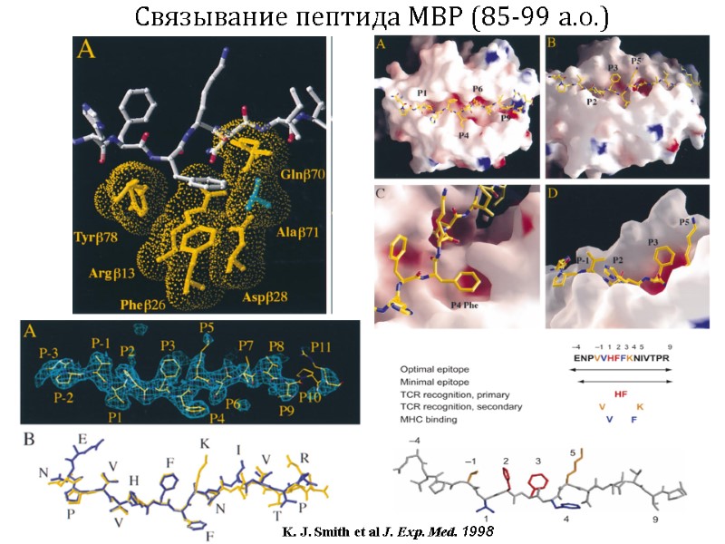 Связывание пептида MBP (85-99 а.о.) K. J. Smith et al J. Exp. Med. 1998